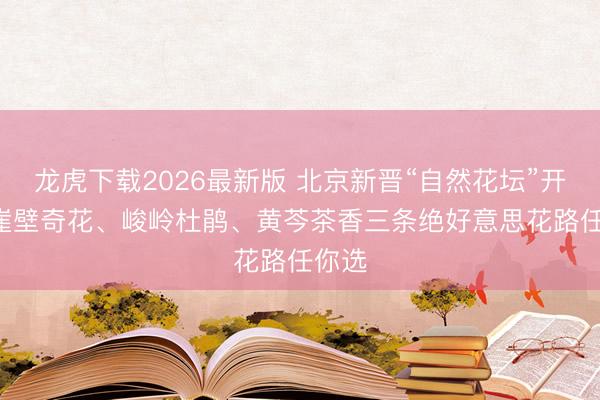 龙虎下载2026最新版 北京新晋“自然花坛”开了! 崖壁奇花、峻岭杜鹃、黄芩茶香三条绝好意思花路任你选